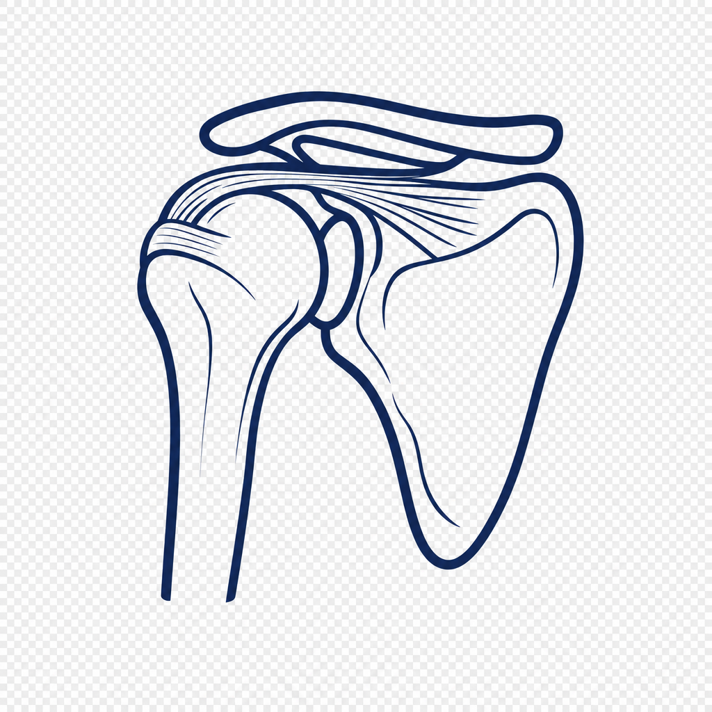 Anatomical illustration: When your shoulder still slips